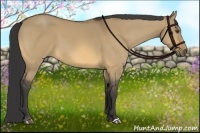 Horse Color:Buckskin Dun
