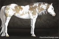 Horse Color:White Spotted Chocolate Palomino Splash