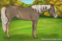 Horse Color:Chocolate Palomino Splash 