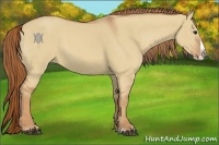 Horse Color:Red Dun Splash 