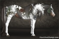 Horse Color:White Spotted Liver Chestnut Rabicano 
