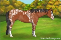 Horse Color:Bay Sabino Splash Tobiano  and Bay Splash 