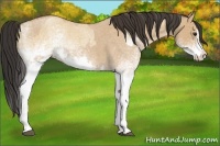 Horse Color:White Spotted Bay Roan Dun Splash  and White Spotted Bay Roan Dun Splash 