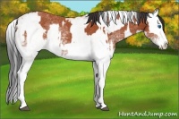 Horse Color:White Spotted Bay Splash  and White Spotted Bay Splash 