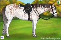 Horse Color:White Spotted Bay Splash  and White Spotted Amber Champagne Splash 