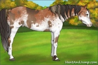 Horse Color:White Spotted Liver Chestnut Splash  and White Spotted Bay Splash 