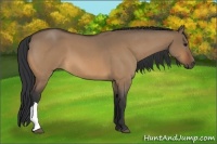 Horse Color:Bay Roan Dun 