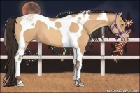 Horse Color:Amber Champagne Tobiano 