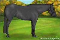Horse Color:Blue Roan 