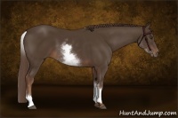 Horse Color:White Spotted Liver Chestnut Sabino 