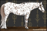 Horse Color:Chestnut Appaloosa 