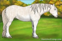 Horse Color:Perlino Sabino  and Perlino Sabino 