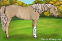 Horse Color:Palomino Rabicano