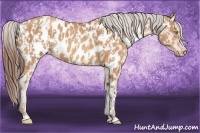 Horse Color:Amber Champagne Appaloosa  and Amber Champagne Appaloosa 