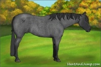 Horse Color:Blue Roan 