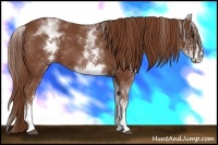 Horse Color:White Spotted Chestnut Sabino