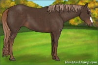 Horse Color:Liver Chestnut 