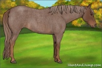Horse Color:Red Roan 