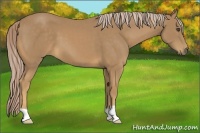 Horse Color:Palomino 