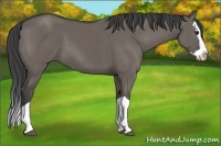 Horse Color:Smoky Grullo Splash