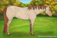 Horse Color:Red Dun Roan 