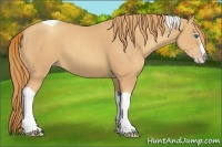 Horse Color:Gold Champagne Splash Tobiano 