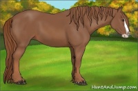 Horse Color:Chestnut Splash 
