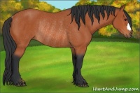 Horse Color:Bay Rabicano 