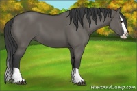 Horse Color:Grullo Splash