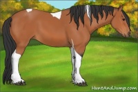 Horse Color:Bay Tobiano 