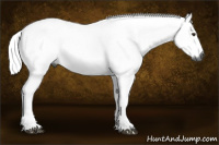 Horse Color:Gray Chestnut 