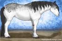 Horse Color:White Spotted Black
