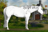 Horse Color:Grullo Sabino Splash 