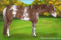 Horse Color:White Spotted Chestnut Sabino