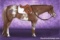 Horse Color:White Spotted Chestnut Sabino