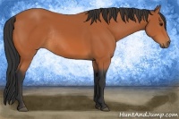 Horse Color:Bay Rabicano 