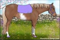 Horse Color:White Spotted Chestnut Rabicano