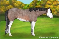 Horse Color:Bay Roan Splash