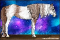 Horse Color:White Spotted Chestnut Sabino
