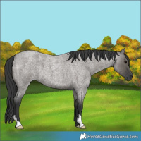 Horse Color:Grullo Roan 