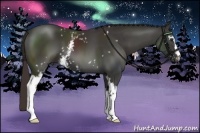 Horse Color:White Spotted Liver Chestnut 