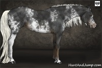 Horse Color:White Spotted Liver Chestnut Rabicano 