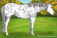 Horse Color:Blue Roan Splash Appaloosa
