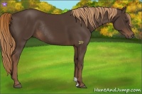 Horse Color:Liver Chestnut Rabicano 