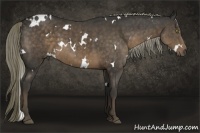 Horse Color:White Spotted Liver Chestnut 