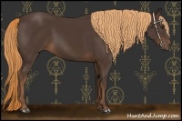 Horse Color:Liver Chestnut Rabicano 