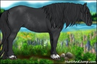 Horse Color:Black  and Black Rabicano 