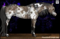 Horse Color:White Spotted Liver Red Dun Rabicano 