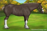 Horse Color:Liver Chestnut Rabicano