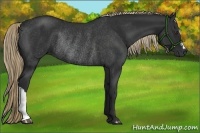 Horse Color:Liver Chestnut Rabicano 
